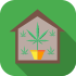 Marijuana Indoors
