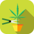 marijuana-harvest